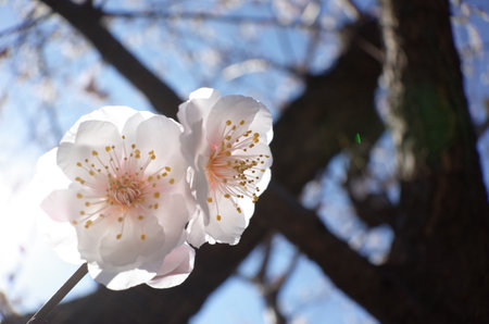 White Flowers of Japanese Apricot in Full Bloomの写真素材