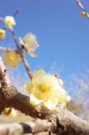Light Yellow Flowers of Wintersweet in Full Bloomの写真素材