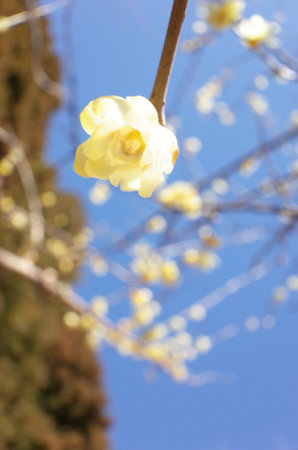 Light Yellow Flowers of Wintersweet in Full Bloomの写真素材