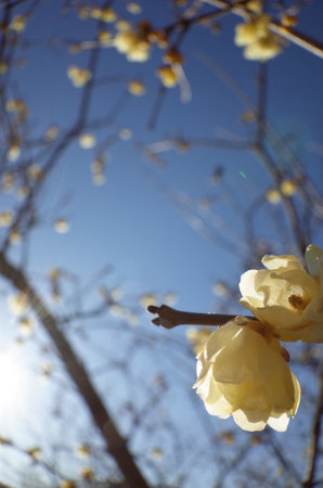 Light Yellow Flowers of Wintersweet in Full Bloomの写真素材