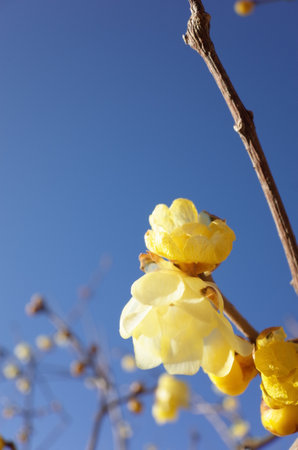 Light Yellow Flowers of Wintersweet in Full Bloomの写真素材