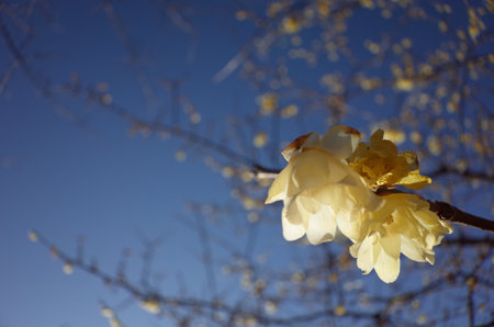 Light Yellow Flowers of Wintersweet in Full Bloomの写真素材