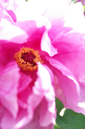 Light Pink Flower Center of Peony in Full Bloomの写真素材