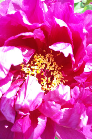Light Pink Flower Center of Peony in Full Bloomの写真素材