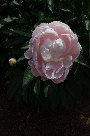 Faint Pink Flower of Peony in Full Bloomの写真素材