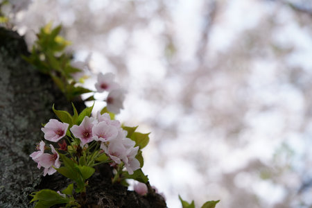 Faint Pink Flowers of Cherry 'Somei-yoshino' in Full Bloomの写真素材