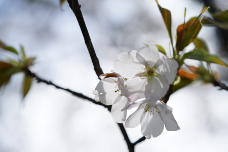 White Flowers of Cherry 'Kanzaki-ohshima' in Full Bloomの写真素材