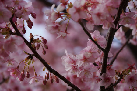 Pink Flowers of Cherry 'Kawazu-zakura' in Full Bloomの写真素材