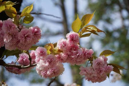 Double-flowered, Light Pink Flowers of Cherry in Full Bloom