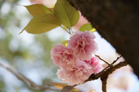 Double-flowered, Light Pink Flowers of Cherry in Full Bloom