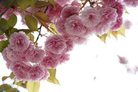 Double-flowered, Light Pink Flowers of Cherry in Full Bloom