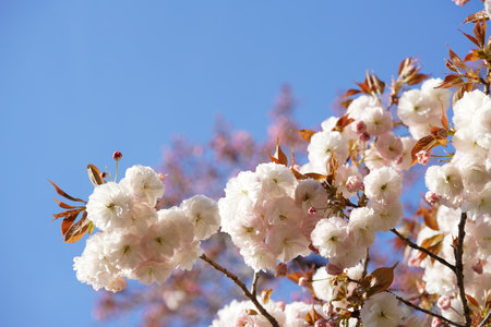 Double-flowered, Light Pink Flowers of Cherry 'Albo-rosea - Fugenzou' in Full Bloom