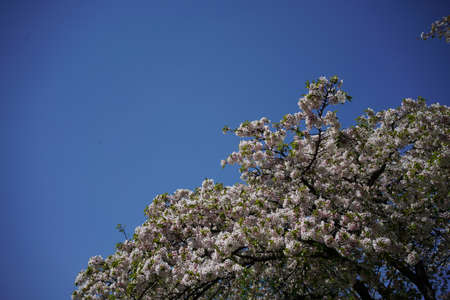 Faint Pink Flowers of Cherry 'Somei-yoshino' in Full Bloom
