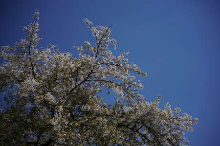 Faint Pink Flowers of Cherry 'Somei-yoshino' in Full Bloom