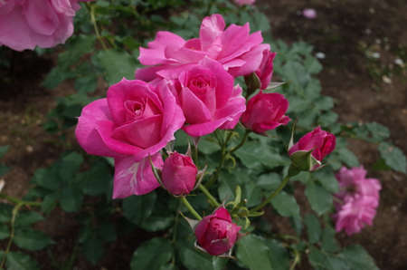 Light Pink Flower of Rose 'Frolic' in Full Bloomの写真素材