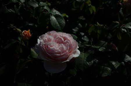 Faint Pink Flower of Rose 'Sweet Juliet' in Full Bloomの写真素材