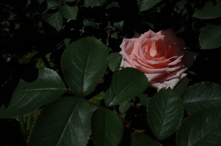 Light Pink Flower of Rose 'Koki' in Full Bloomの写真素材