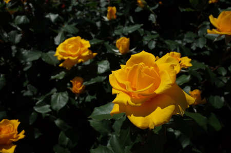 Yellow Flower of Rose 'Henry Fonda' in Full Bloom