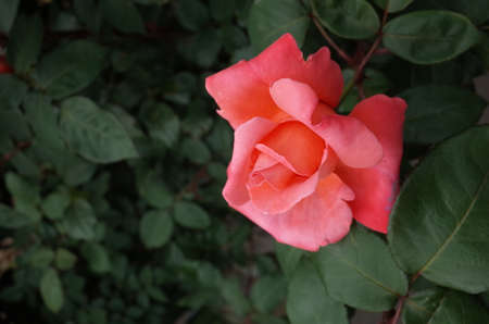 Light Pink Flower of Rose 'Catherine Deneuve' in Full Bloom