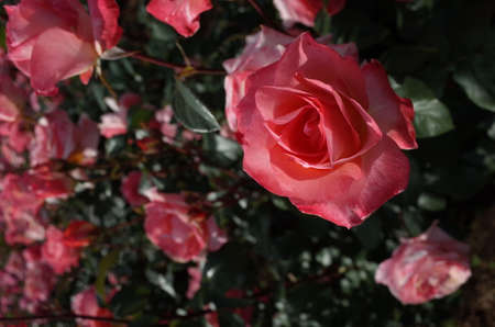 Light Pink Flower of Rose 'Flower Girl' in Full Bloom