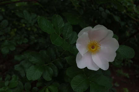 White Flower of Wild Rose in Full Bloomの写真素材