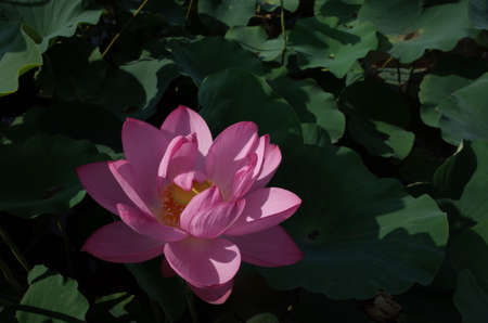 Light Pink flower of Lotus in full bloomの写真素材