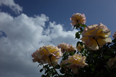 Flower Arch of Cream Roses in Full Bloomの写真素材