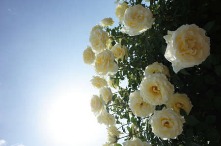 Flower Arch of Cream Roses in Full Bloomの写真素材