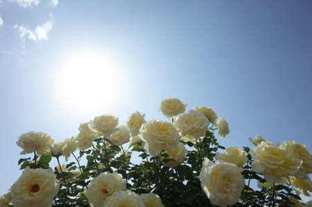 Flower Arch of Cream Roses in Full Bloomの写真素材