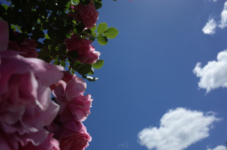 Flower Arch of Light Pink Roses in Full Bloomの写真素材