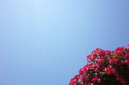 Flower Arch of Red Roses in Full Bloomの写真素材