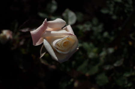 Light Cream Flower of Roses in Full Bloom