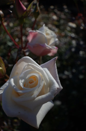 White Flower of Roses in Full Bloomの写真素材
