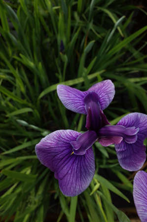 Light Purple Flower of Iris in Full Bloom