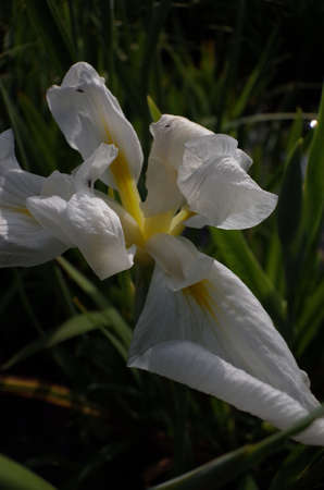 White Flower of Iris in Full Bloom