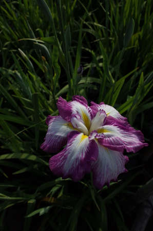 Purple-hemmed, White Flower of Iris in Full Bloom