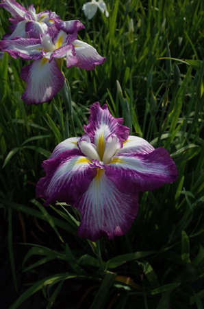 Purple-hemmed, White Flower of Iris in Full Bloomの写真素材
