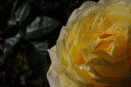 Yellow Flower of Roses in Full Bloomの写真素材