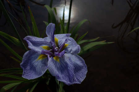Light Blue Flower of Iris in Full Bloom