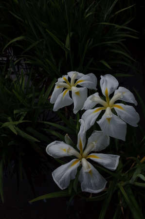 White Flower of Iris in Full Bloom