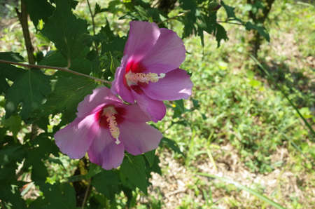韓国国花の写真 イラスト素材一覧 1 576件 ストックフォトのamanaimages Plus