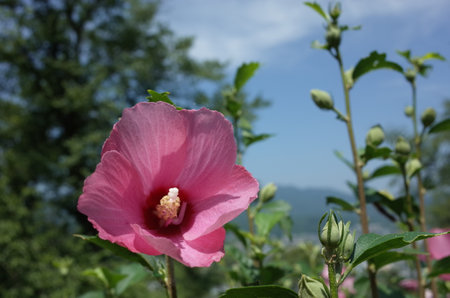 Light Pink Flowers of Rose of Sharon in Full Bloomの写真素材