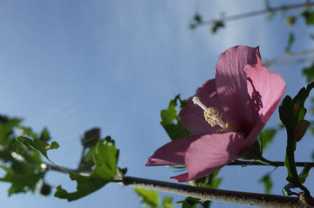 Light Red Flowers of Rose of Sharon in Full Bloomの写真素材