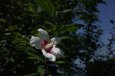 White Flowers of Rose of Sharon in Full Bloomの写真素材