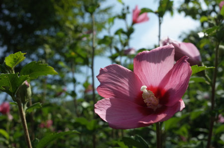 Light Red Flowers of Rose of Sharon in Full Bloomの写真素材
