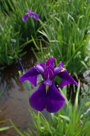 Purple Flower of Iris in Full Bloomの写真素材