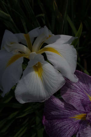 White Flower of Iris in Full Bloomの写真素材