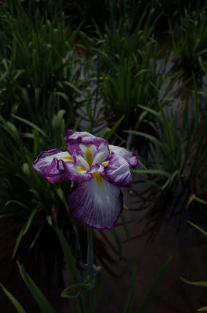 Purple-hemmed, White Flower of Iris in Full Bloomの写真素材