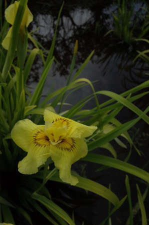 Yellow Flower of Iris in Full Bloom