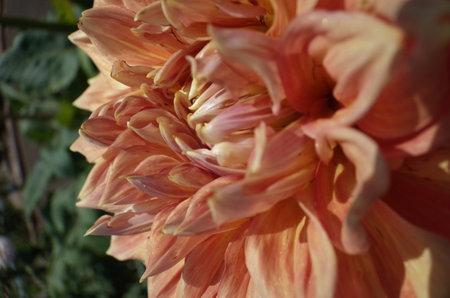 Faint Pink Flower Center of Dahlia in Full Bloomの写真素材
